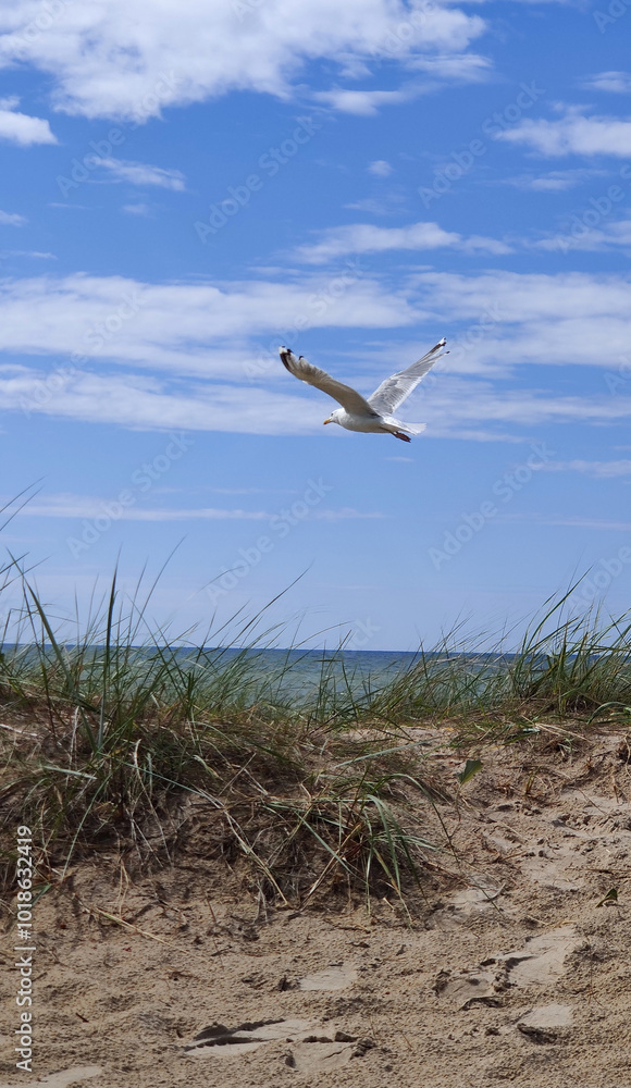 A stop motion flying seagull in the blue sky, set against a picturesque coastal view. A stop motion flying seagull in the blue sky, set against a picturesque coastal view.