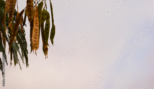 plant, pattern, background, autumn, colors, botany, nature, fres photo