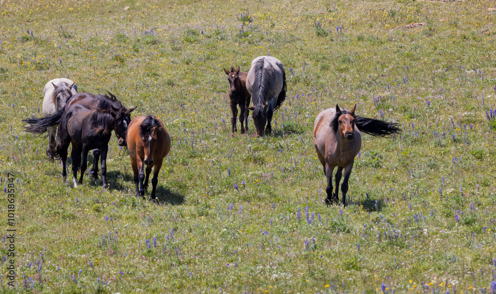 Wild Horses in Summer in the Pryor Mountains Montana Wild Horses in Summer in the Pryor Mountains Montana