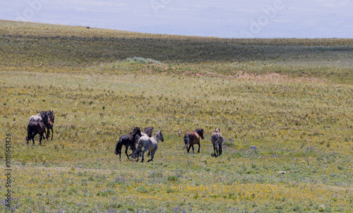 Wild Horses in Summer in the Pryor Mountains Montana photo