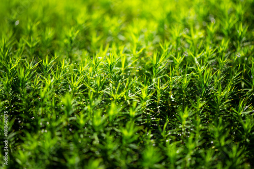 Spike moss plants (Pogonatum inflexum) covering a forest ground in Sauerland Germany. Macro close up background of green vegetation structures with selective focus. Micro plants with many details. photo