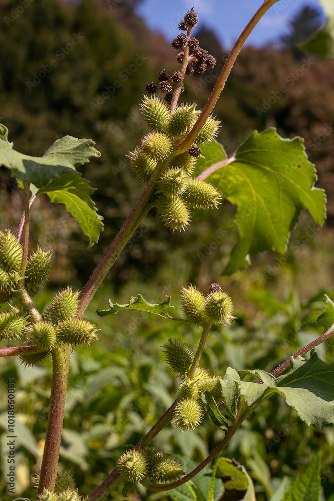 Arctium lappa commonly called greater burdock. Blooming burdock flowers on natural plant background Arctium lappa commonly called greater burdock. Blooming burdock flowers on natural plant background