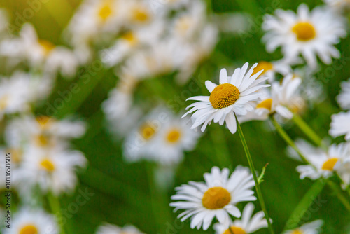 Camomile.Chamomile flower field.Field of camomiles at sunny day at nature.Spring, summer background. Meadow flowers. Medicinal plant.