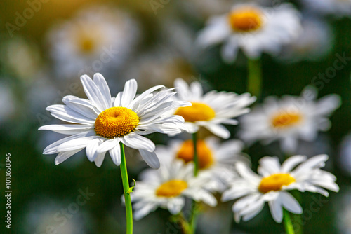 Camomile.Chamomile flower field.Field of camomiles at sunny day at nature.Spring, summer background. Meadow flowers. Medicinal plant.