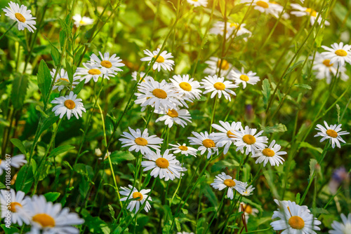 Camomile.Chamomile flower field.Field of camomiles at sunny day at nature.Spring, summer background. Meadow flowers. Medicinal plant.