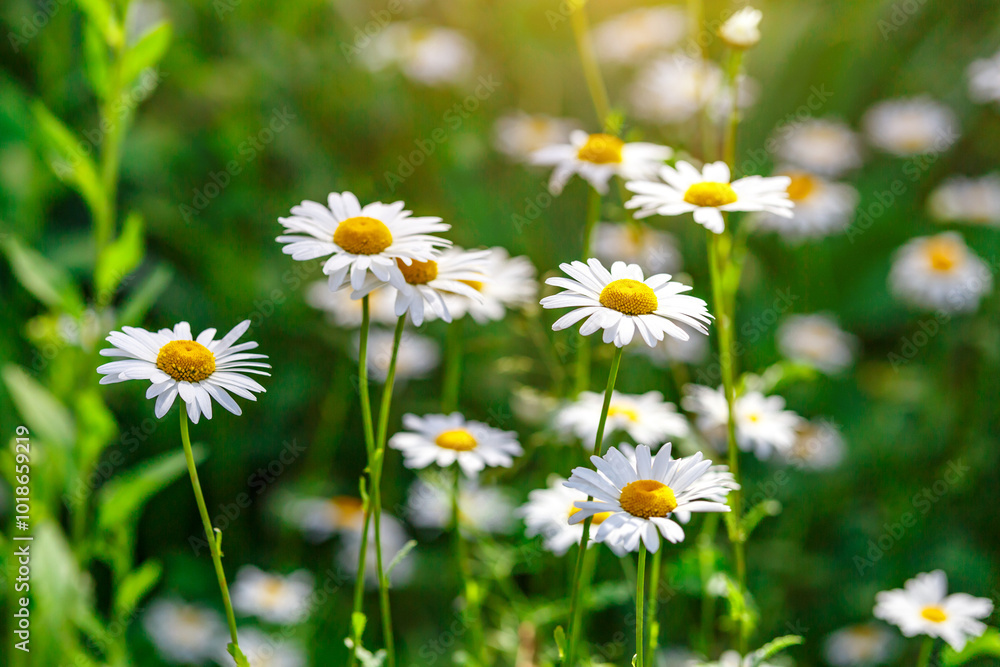 Camomile.Chamomile flower field.Field of camomiles at sunny day at nature.Spring, summer background. Meadow flowers. Medicinal plant. Camomile.Chamomile flower field.Field of camomiles at sunny day at nature.Spring, summer background. Meadow flowers. Medicinal plant.