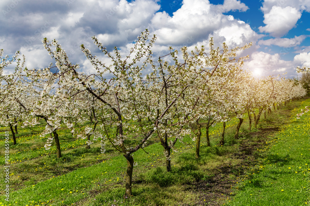 Cherry orchard in spring sunshine.Blue sky with clouds.Blossoming trees in spring in rural scenery with deep blue sky.Beauty world.Beauty of earth. Cherry orchard in spring sunshine.Blue sky with clouds.Blossoming trees in spring in rural scenery with deep blue sky.Beauty world.Beauty of earth.