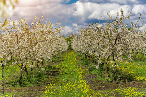 Cherry orchard in spring sunshine.Blue sky with clouds.Blossoming trees in spring in rural scenery with deep blue sky.Beauty world.Beauty of earth.