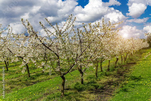 Cherry orchard in spring sunshine.Blue sky with clouds.Blossoming trees in spring in rural scenery with deep blue sky.Beauty world.Beauty of earth.