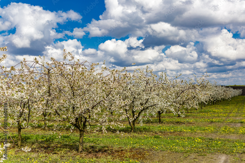 Cherry orchard in spring sunshine.Blue sky with clouds.Blossoming trees in spring in rural scenery with deep blue sky.Beauty world.Beauty of earth. Cherry orchard in spring sunshine.Blue sky with clouds.Blossoming trees in spring in rural scenery with deep blue sky.Beauty world.Beauty of earth.