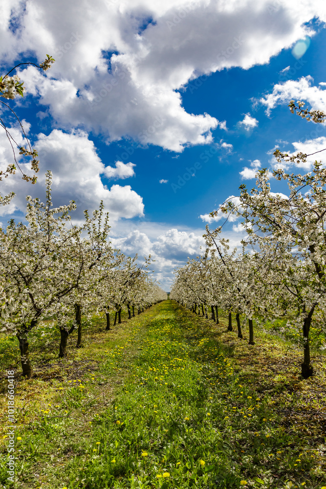 Cherry orchard in spring sunshine.Blue sky with clouds.Blossoming trees in spring in rural scenery with deep blue sky.Beauty world.Beauty of earth.