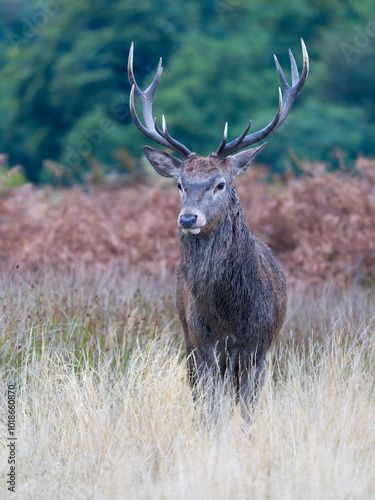 Red deer, Cervus elaphus