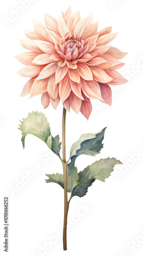 PNG Dahlia flower plant inflorescence.