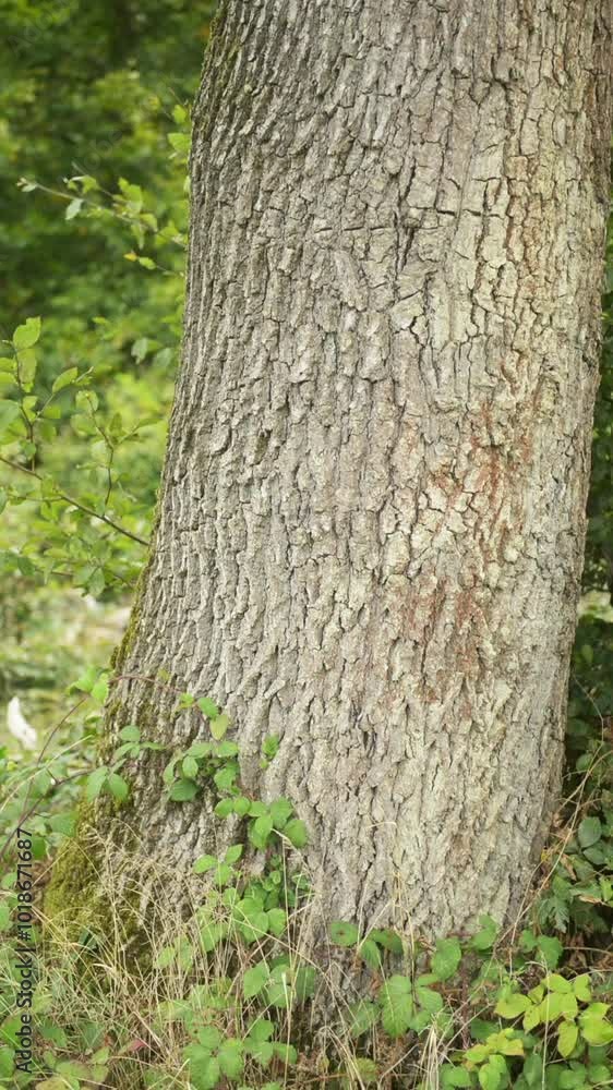 Trees with green lush foliage and leaves in a forest during autumn, tree trunks and branches, natural wilderness, vertical video
Trees with green lush foliage and leaves in a forest during autumn, tree trunks and branches, natural wilderness, vertical video