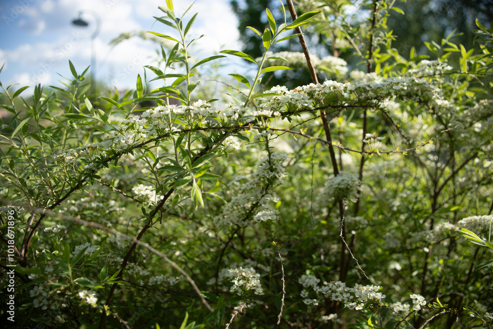 Plants in the forest. Nature in summer. Forest thicket. Plants in the forest. Nature in summer. Forest thicket.