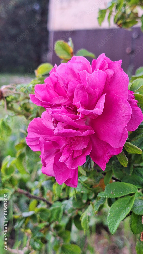 Vibrant pink rose blossom in garden setting Vibrant pink rose blossom in garden setting