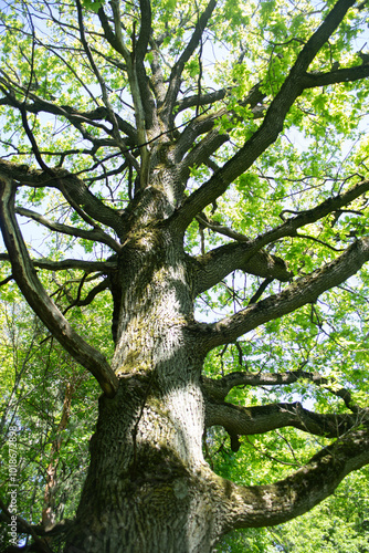 A large oak tree in the forest. A tree with large branches. An old oak tree.