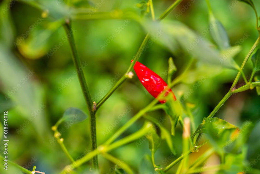 Pimienta cultivada de manera ecológica en una huerta. Pimienta cultivada de manera ecológica en una huerta.