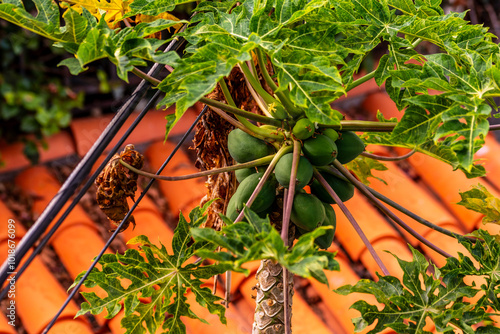Carica papaya pertenece a la familia Caricaceae.
