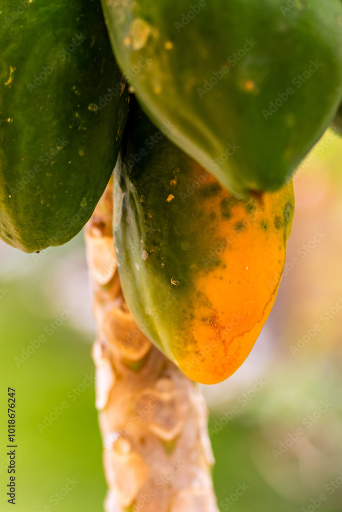 Carica papaya pertenece a la familia Caricaceae. Carica papaya pertenece a la familia Caricaceae.