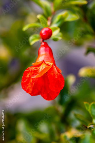 Punica granatum pertenece a la familia Lythraceae. photo