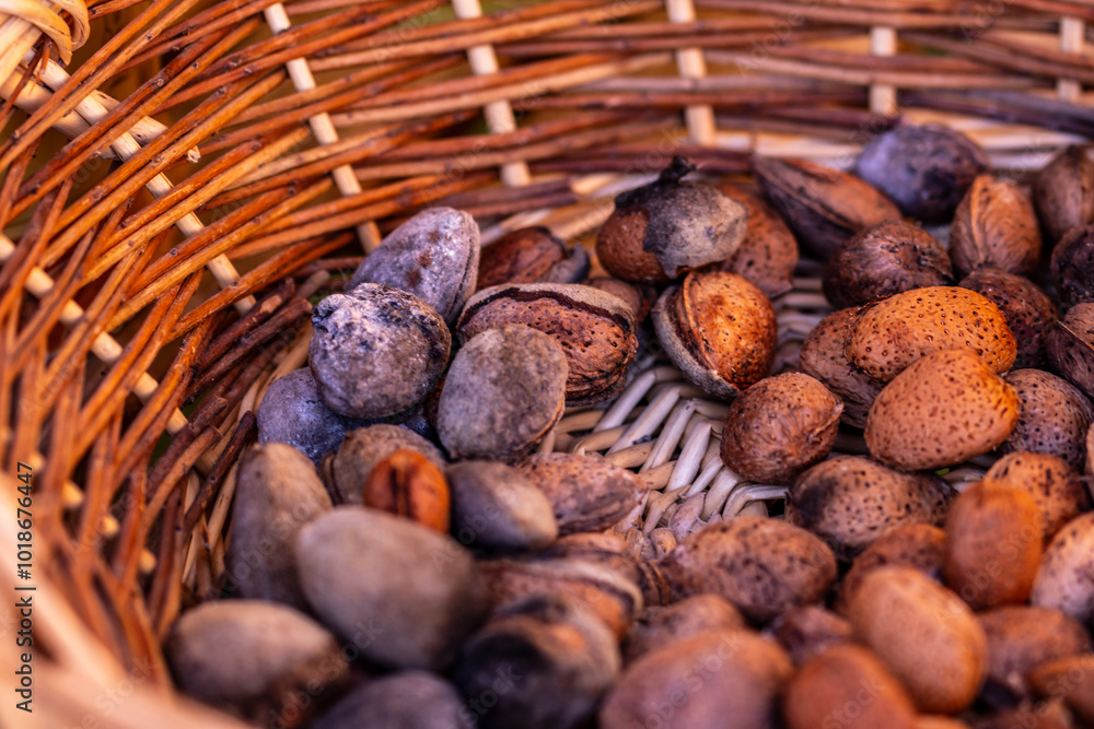 Almendras cultivadas de manera ecológica en una huerta. Almendras cultivadas de manera ecológica en una huerta.