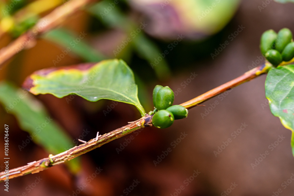 Cafe arábico cultivado de manera ecológica en una huerta. Cafe arábico cultivado de manera ecológica en una huerta.