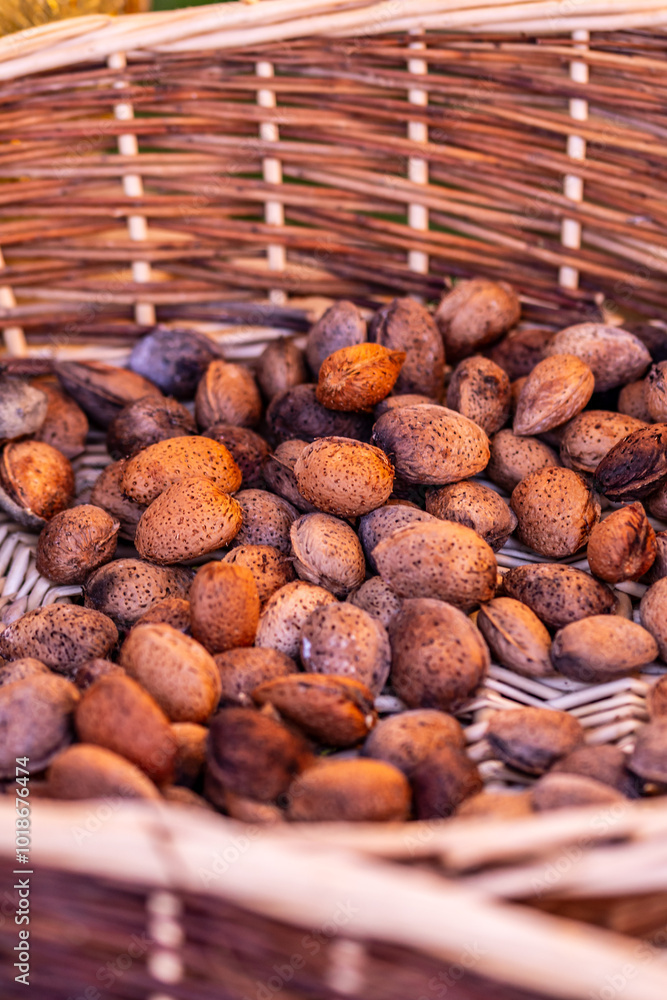 Almendras cultivadas de manera ecológica en una huerta. Almendras cultivadas de manera ecológica en una huerta.
