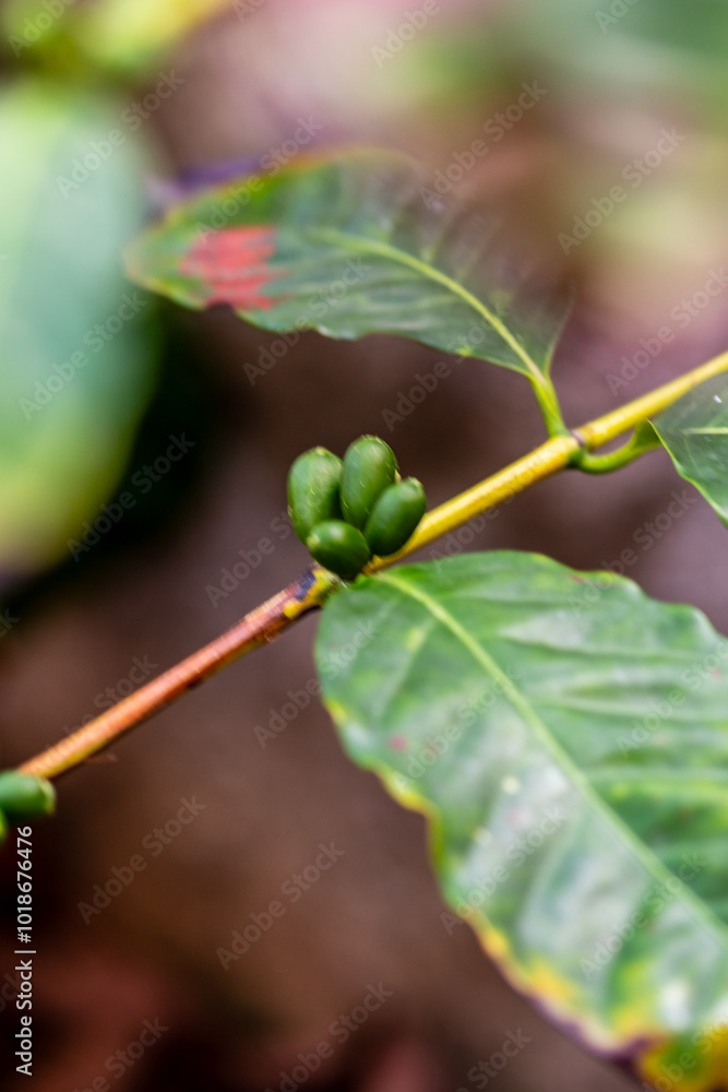 Cafe arábico cultivado de manera ecológica en una huerta. Cafe arábico cultivado de manera ecológica en una huerta.