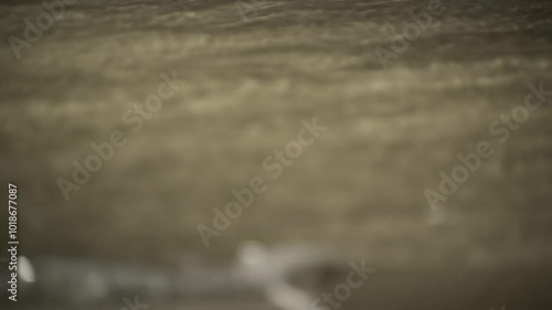 Wallpaper Mural A flock of turtles are moving towards the shore in the sea. Torontodigital.ca