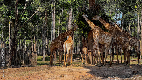 Photography A group of giraffes feeding in a sunny forest habitat, highlighting wildlife con