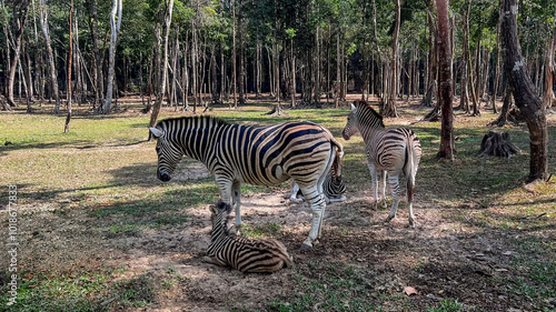 A group of zebras in a lush forest setting enjoy a sunny day, illustrating wildlife conservation and biodiversity photo