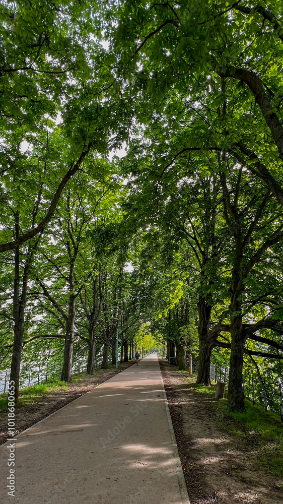 A tranquil tree-lined path, perfect for meditation walks or Earth Day celebrations, invites peaceful, reflective solitude in nature A tranquil tree-lined path, perfect for meditation walks or Earth Day celebrations, invites peaceful, reflective solitude in nature