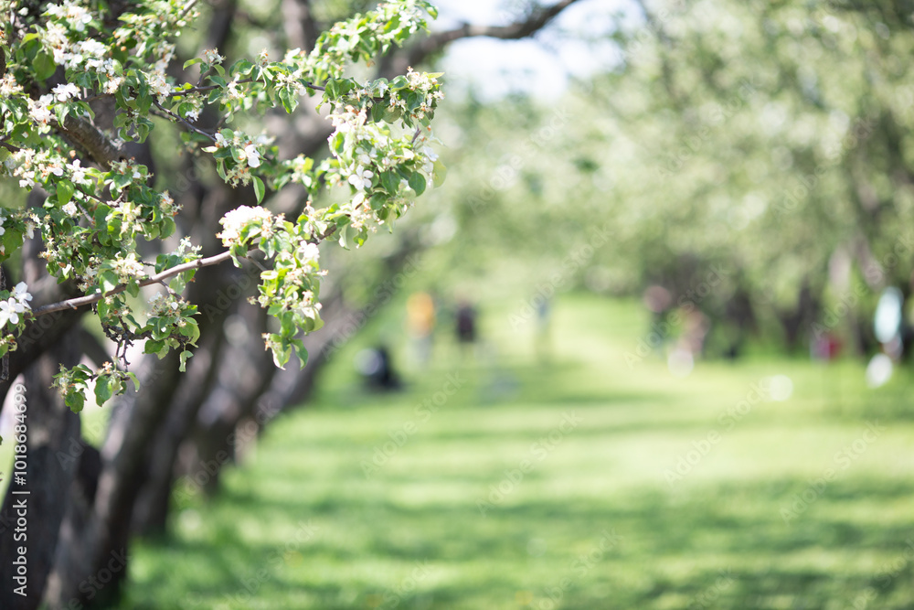 Tranquil orchard with lush greenery and sunlit branches Tranquil orchard with lush greenery and sunlit branches