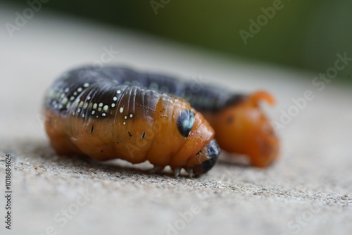 close up of a brown oleander hawk moth caterpillar photo