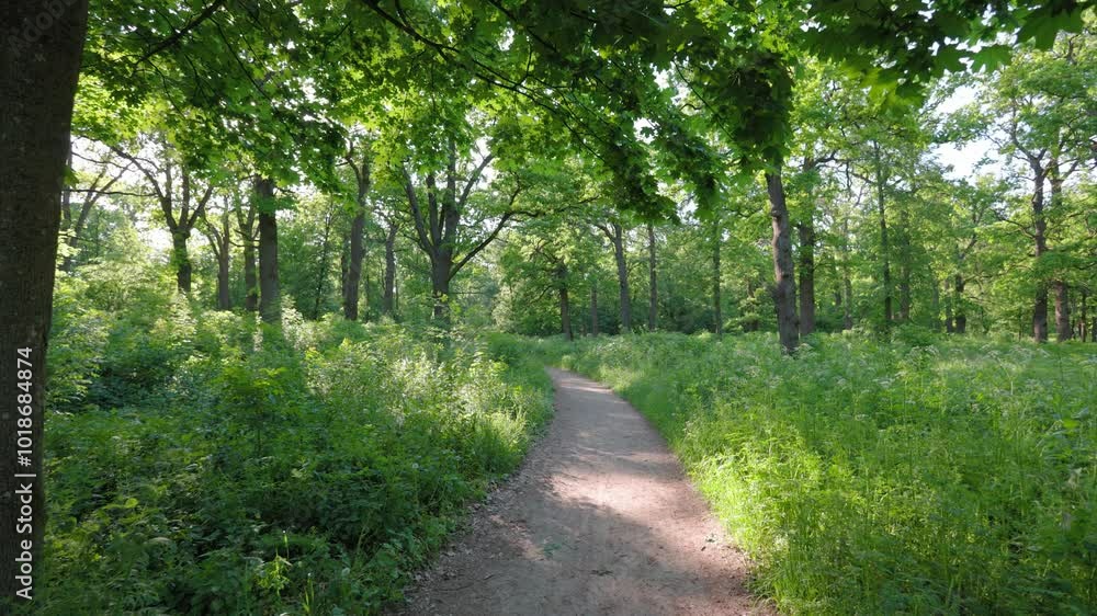 Walk in the summer forest. The rays of the sun break through the branches of trees. Green grass, trees in yellow, green, red leaves. Beautiful path in the forest. Walk in the summer forest. The rays of the sun break through the branches of trees. Green grass, trees in yellow, green, red leaves. Beautiful path in the forest.