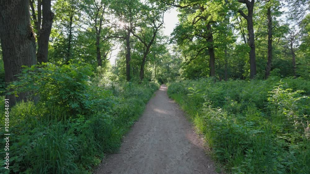 Walk in the summer forest. The rays of the sun break through the branches of trees. Green grass, trees in yellow, green, red leaves. Beautiful path in the forest. Walk in the summer forest. The rays of the sun break through the branches of trees. Green grass, trees in yellow, green, red leaves. Beautiful path in the forest.