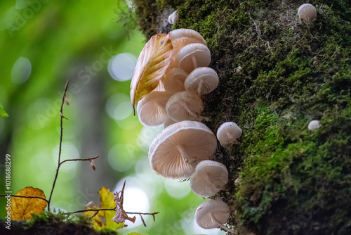 snail on mushroom