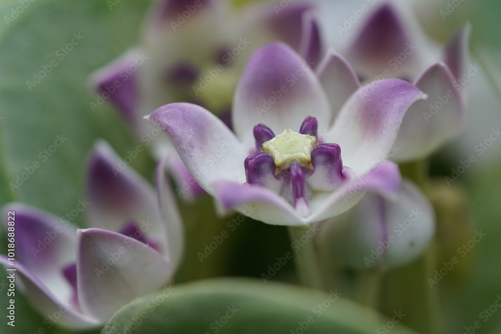 A close up of a beautiful purple calotrope flower against background of more flowers A close up of a beautiful purple calotrope flower against background of more flowers