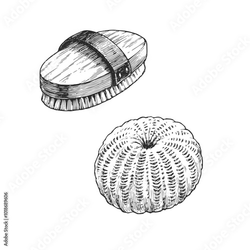 Vector hand-drawn illustration of  loofah and brush isolated on white. Black and white sketch of bath accessories in engraving style.
