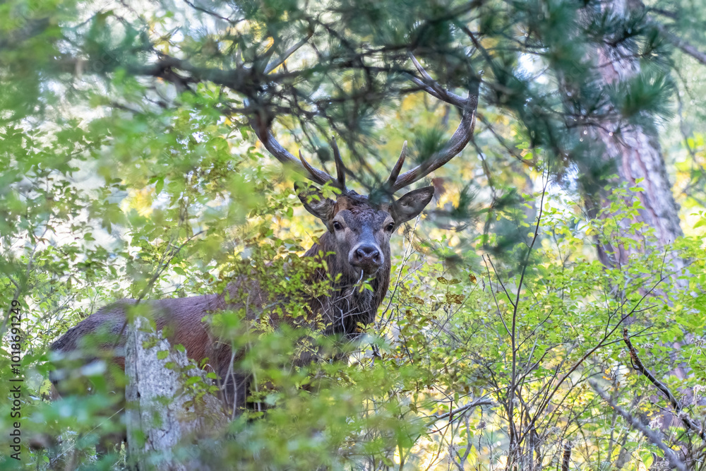 Wild red deer stag (Cervus elaphus) looking through the thick forest in the Alps Mountains, Italy. Horizontal. Wonderful nature.