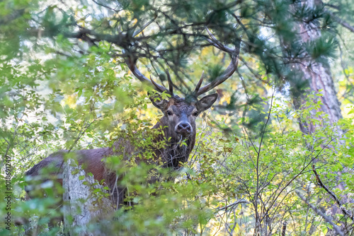 Obraz na płótnie Wild red deer stag (Cervus elaphus) looking through the thick forest in the Alps Mountains, Italy. Horizontal. Wonderful nature. w salonie