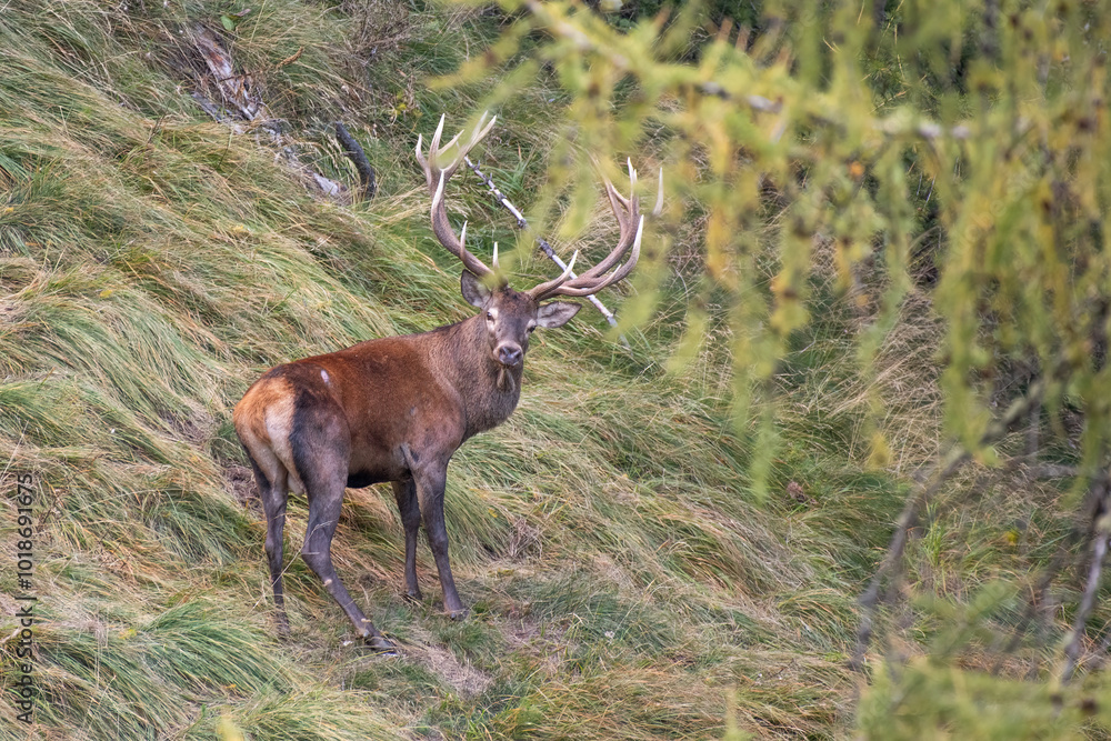 Red deer stag (Cervus elaphus) with large horns standing in a steep grassland on an autumn day. Wild animal. Piedmont, Italy.
