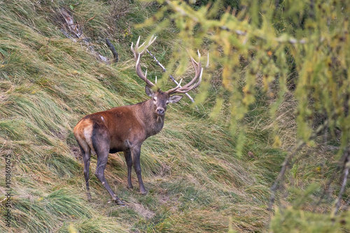 Obraz na płótnie Red deer stag (Cervus elaphus) with large horns standing in a steep grassland on an autumn day. Wild animal. Piedmont, Italy. w salonie