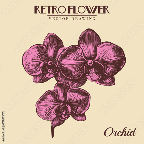 Orchid flower vintage engraved illustration. Sunflower isolated  Vector illustration Stock Vector