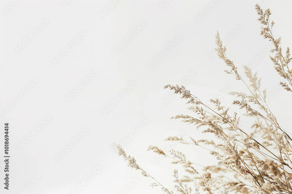 A field of tall grass with a white background A field of tall grass with a white background