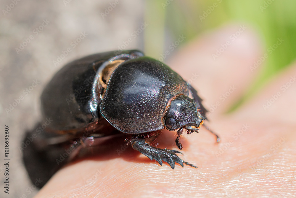 Escarabajo Escarabajo
