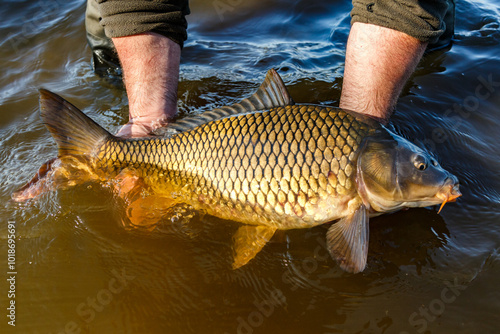 Carpfishing session at the Lake.Large carp fish being released back into the lake water after being caught.Fishing adventures.Catch and release sport fish