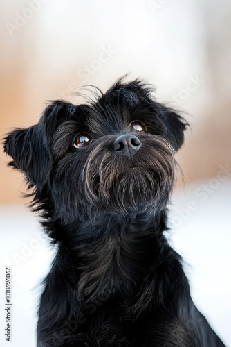  A tight shot of a melancholic black dog gazing upward at the heavens