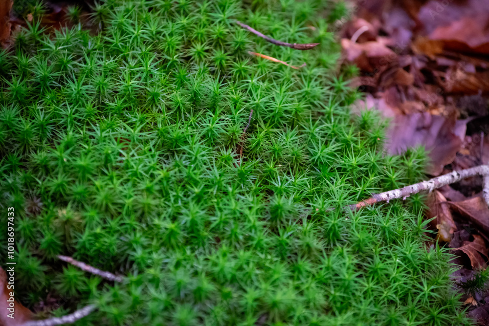 Obraz premium grass in the grass